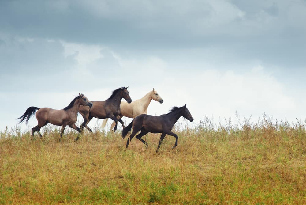 Horse Life Stages