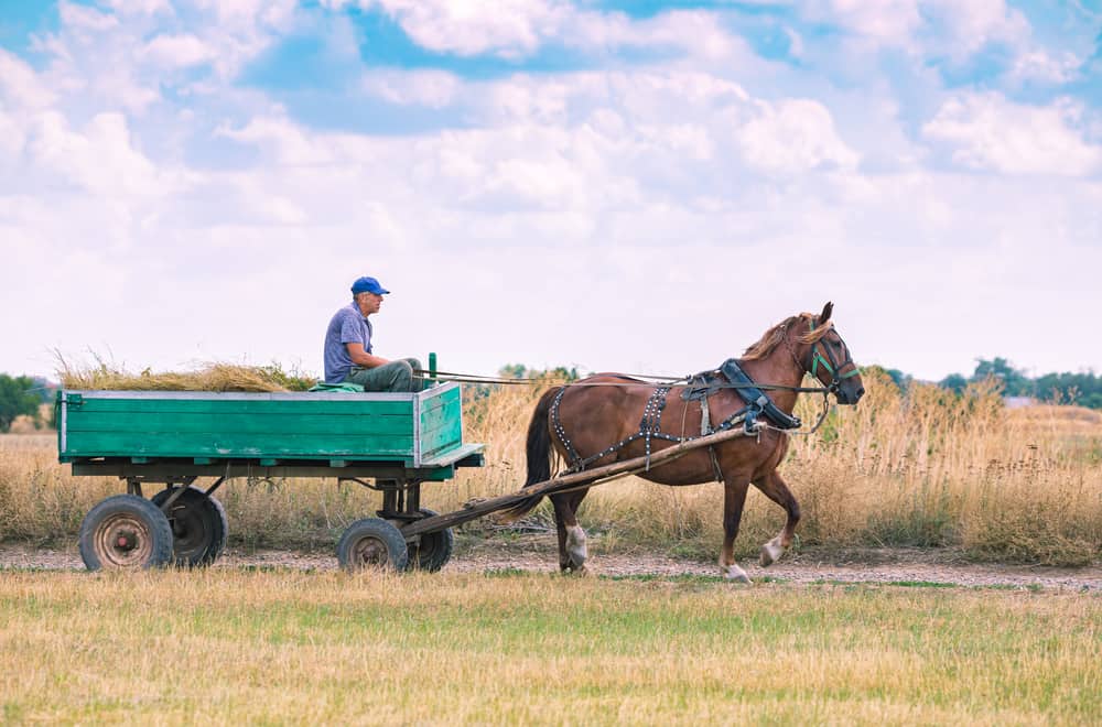 Horse pulling a carriage
