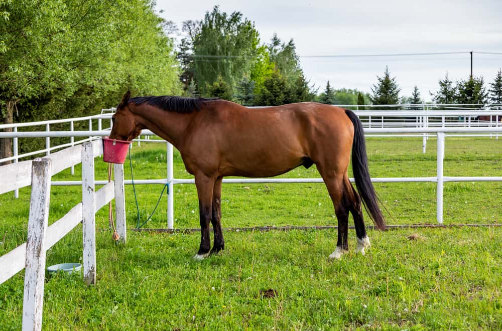 Horses Cannot Vomit