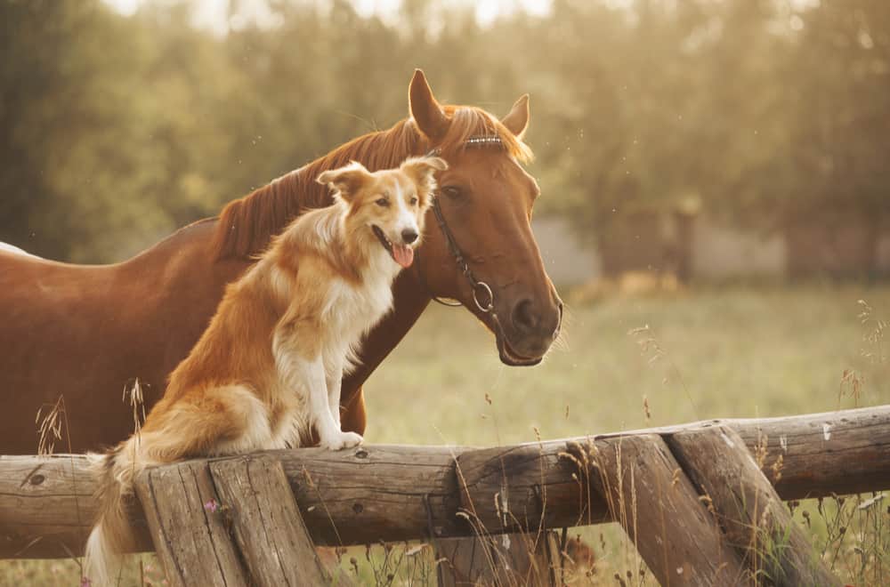 Horses Have Good Memory
