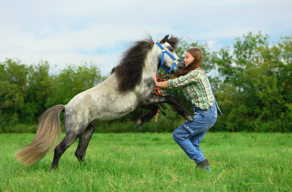 Horses attacking
