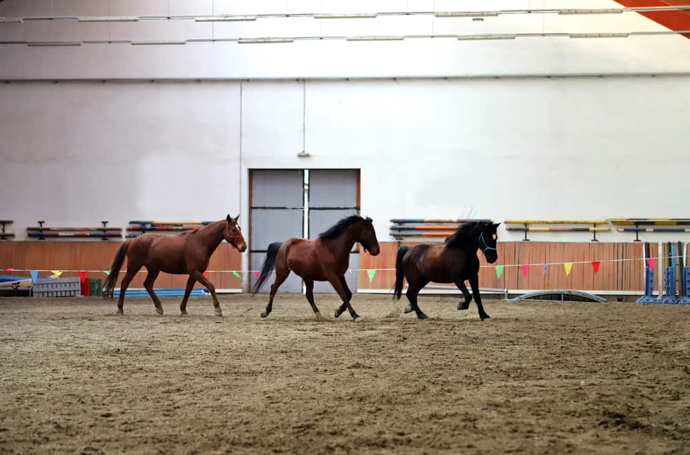 Horses can Distinguish Patterns