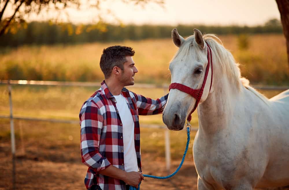Horsey IQ