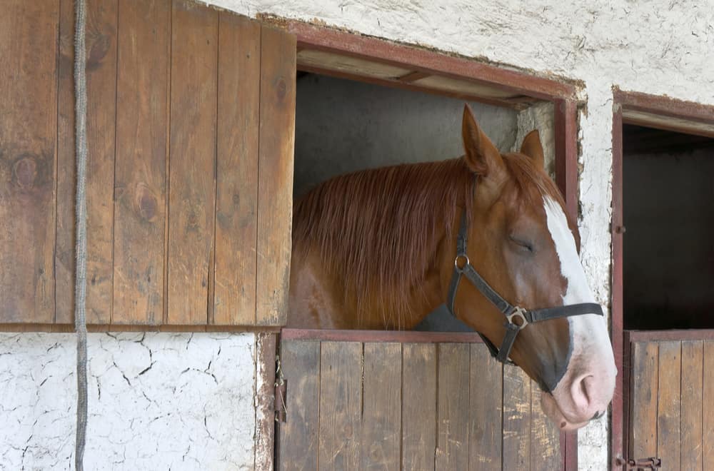 How Does A Horse Sleep