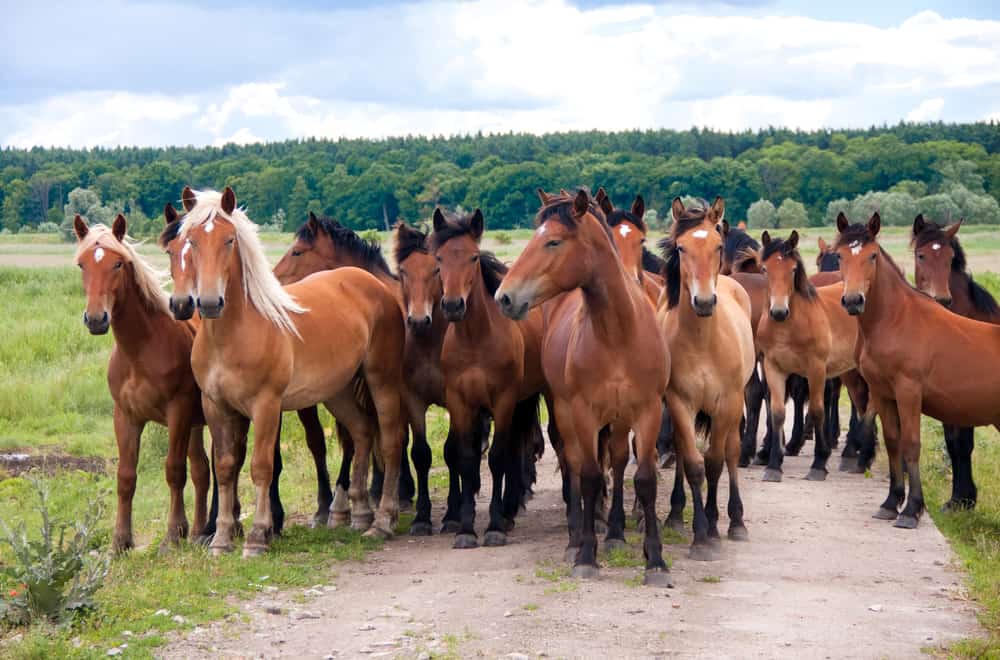 How Much Does a Mustang Horse Cost