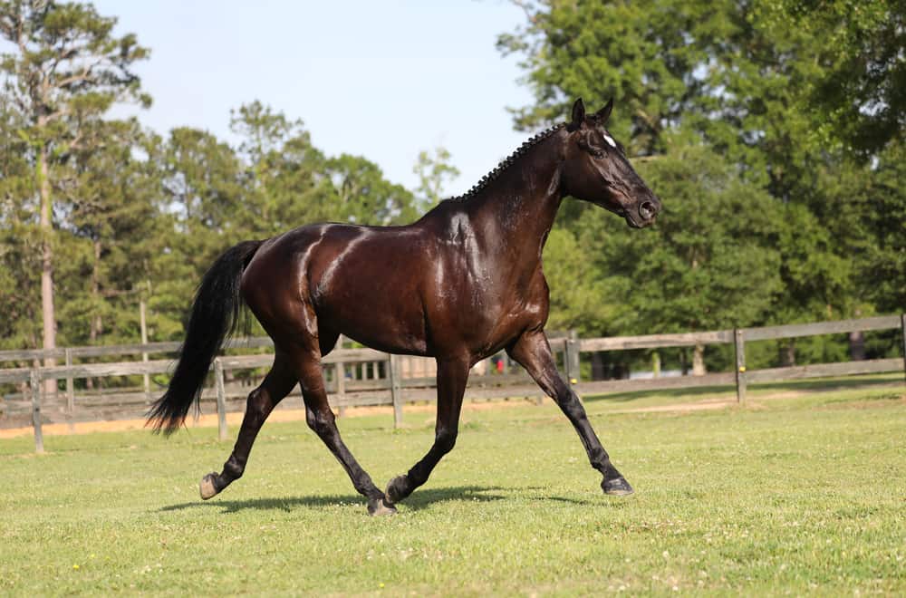 Irish Sport Horse