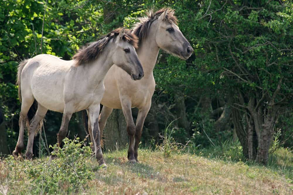 Konik