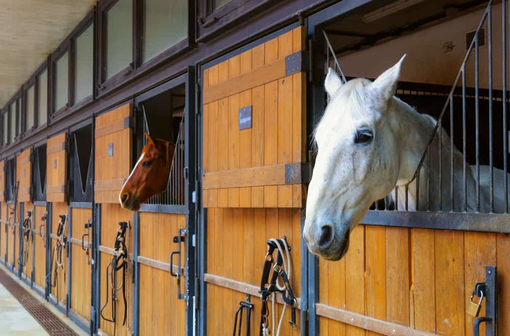 Local Stables