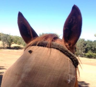 Make Your Own Horsefly Spray – Pro Equine Grooms