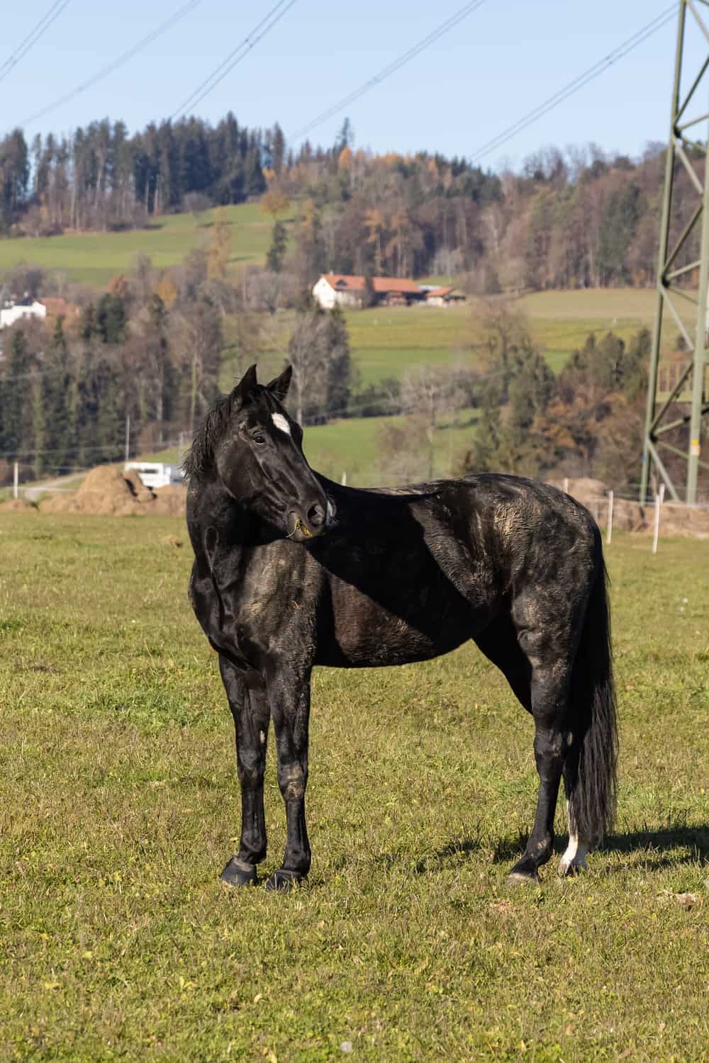 More Horsey Curiosities