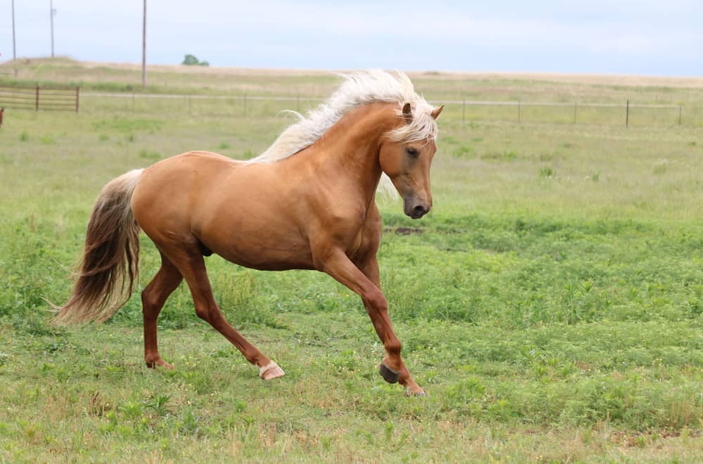 Morgan Horse