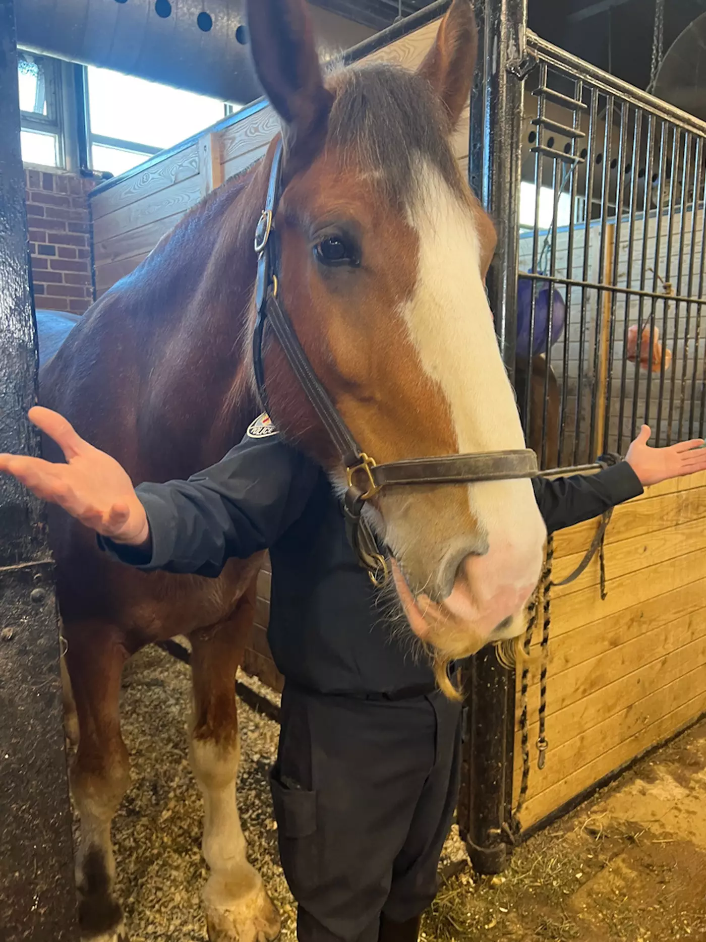 Mustached Horses In The Community