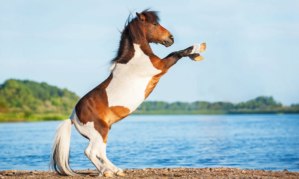 Mustang
