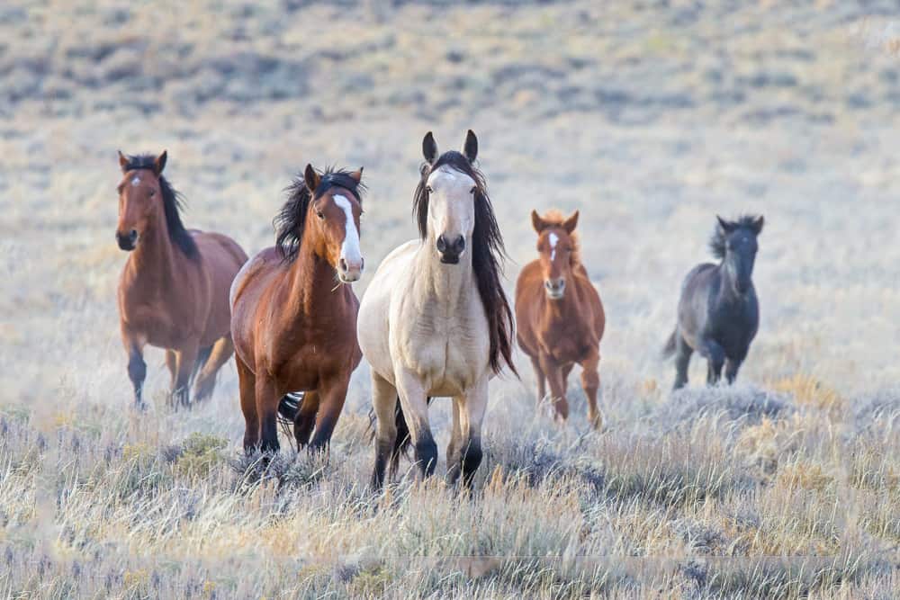 Mustang