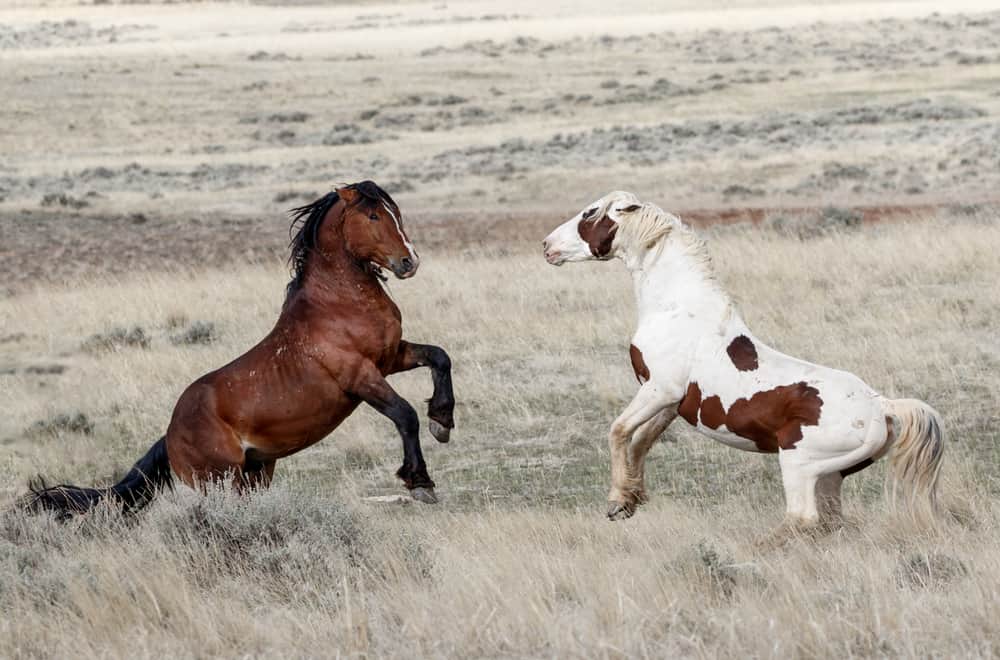 Mustang History