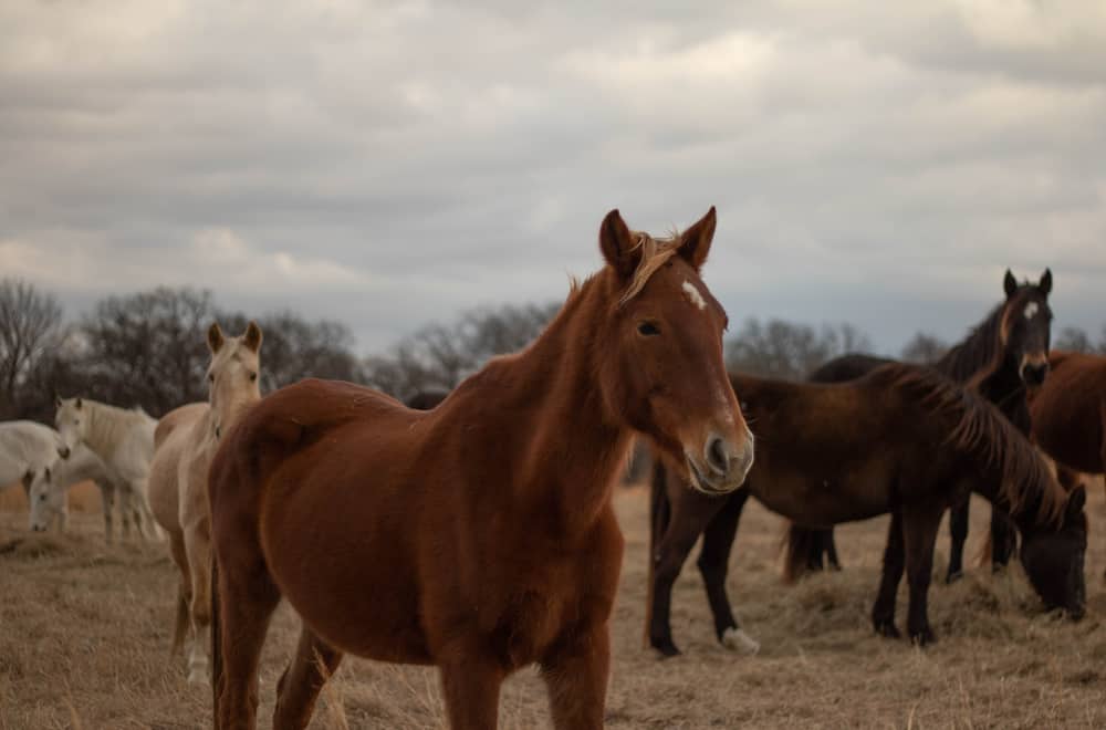 No Shortage of Horses Round Here