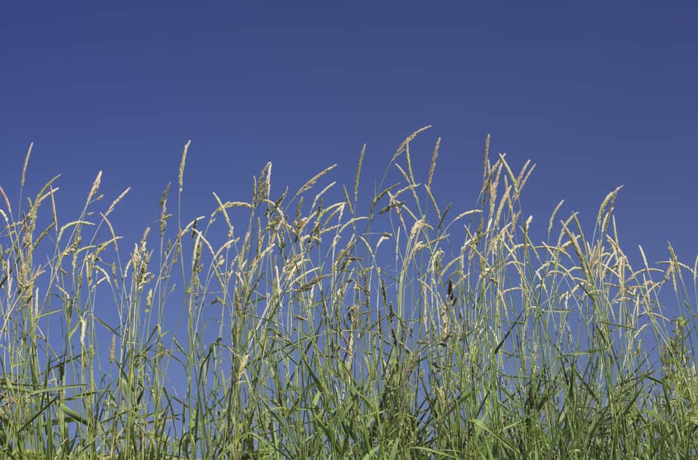 Orchardgrass