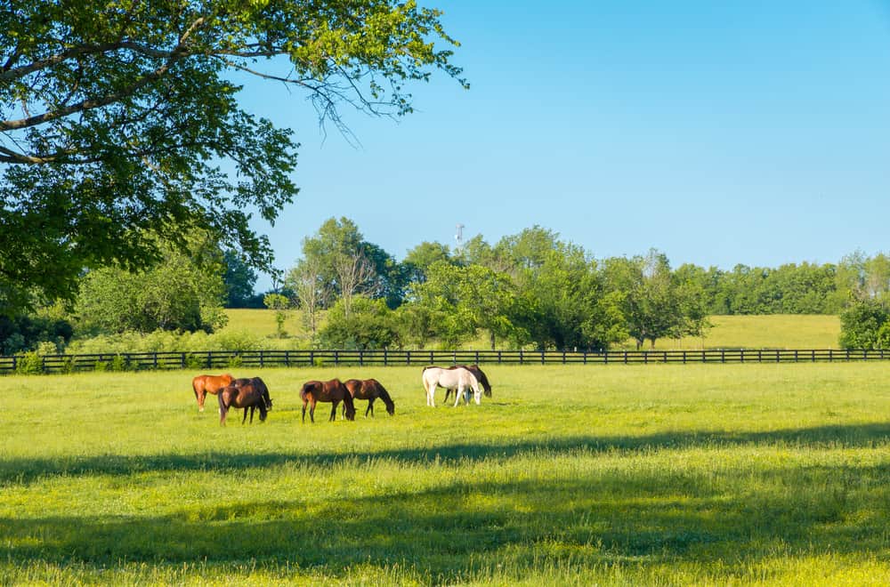 Pasture Boarding