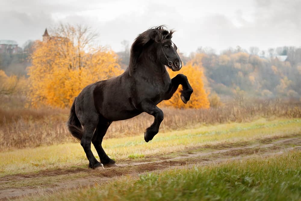 Percheron