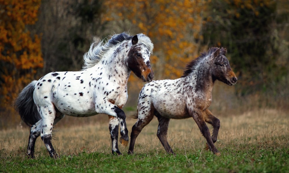 Pony of the Americas