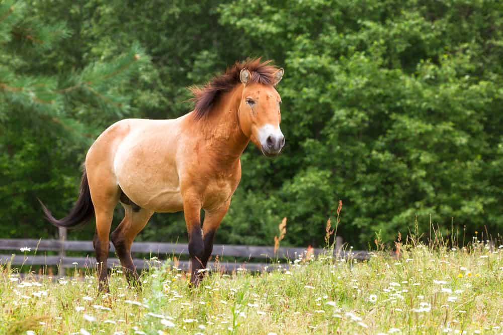 Przewalski’s Horse