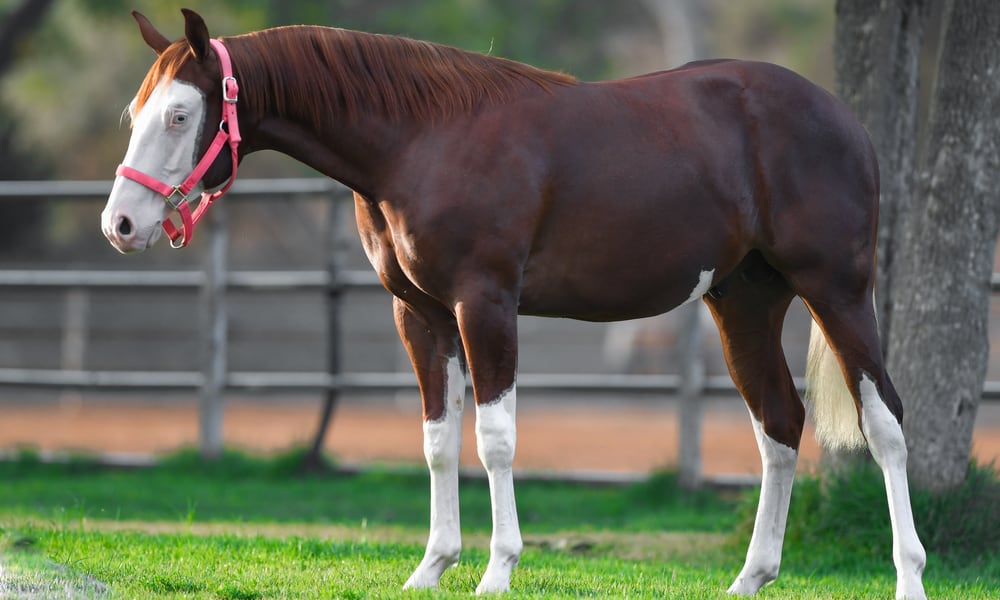 Quarter Horse