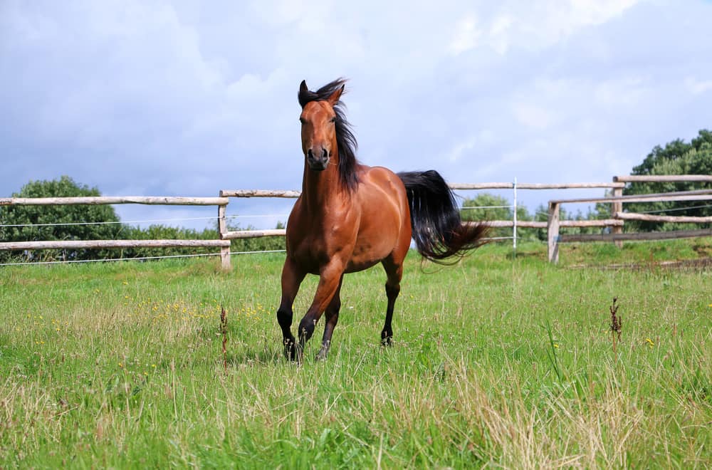 Quarter Horse