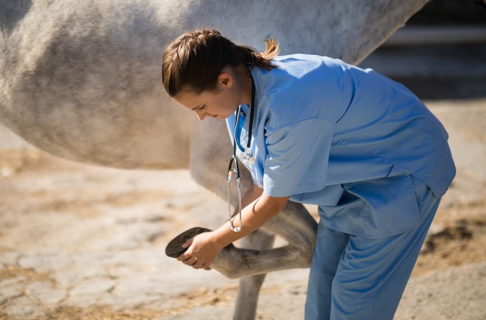 Recovery From Horse Founder
