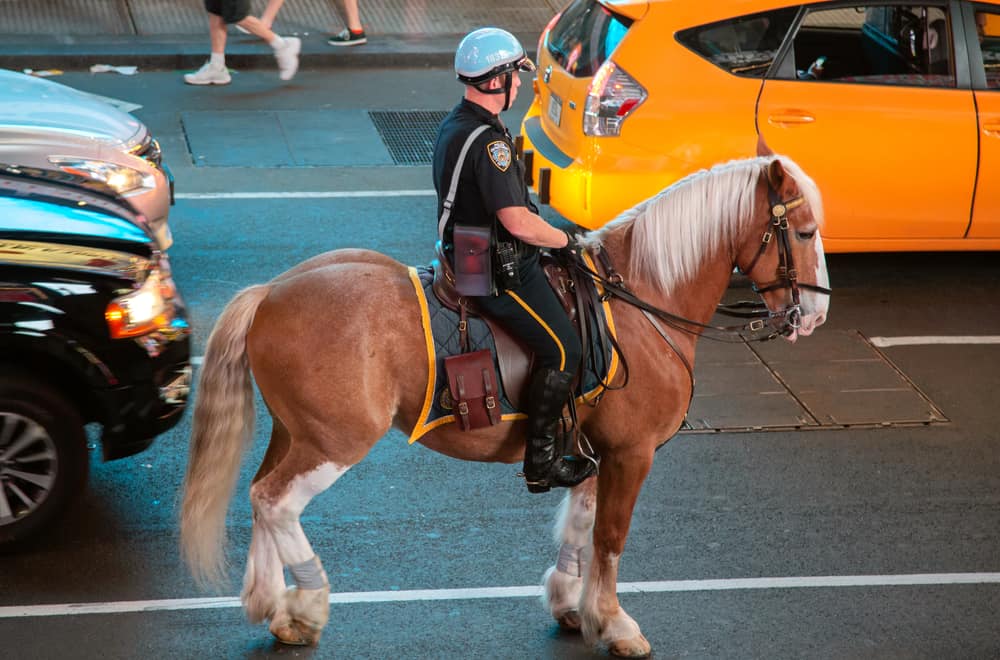 Riding A Horse Drunk Is It Illegal