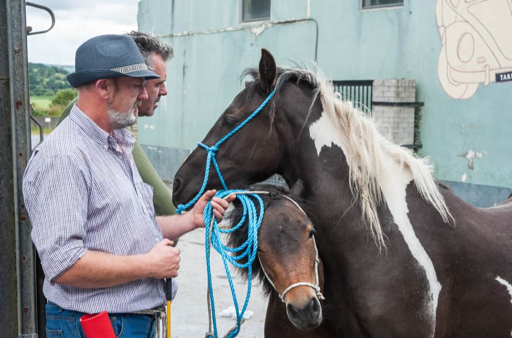 Selling or buying a horse