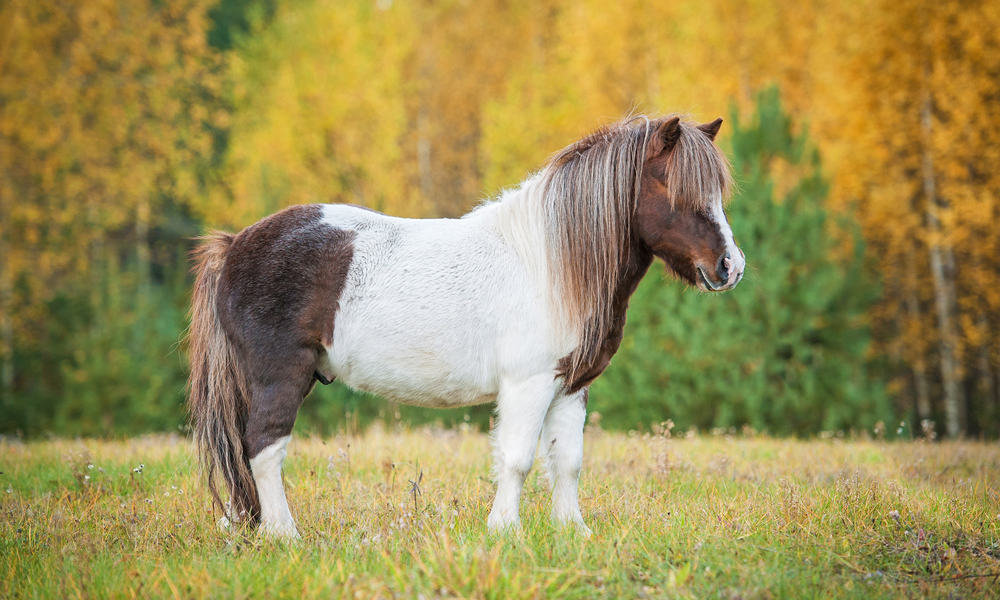 Shetland Pony