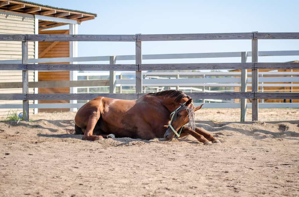 Signs of Horse Founder
