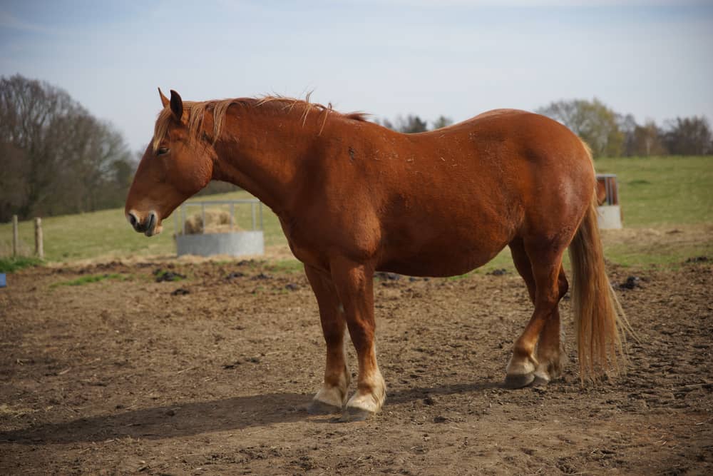Suffolk Punch