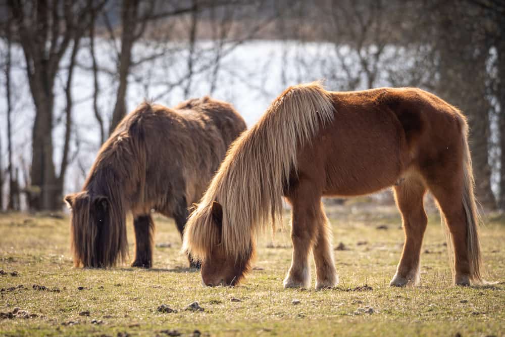 Swedish Northern Horse