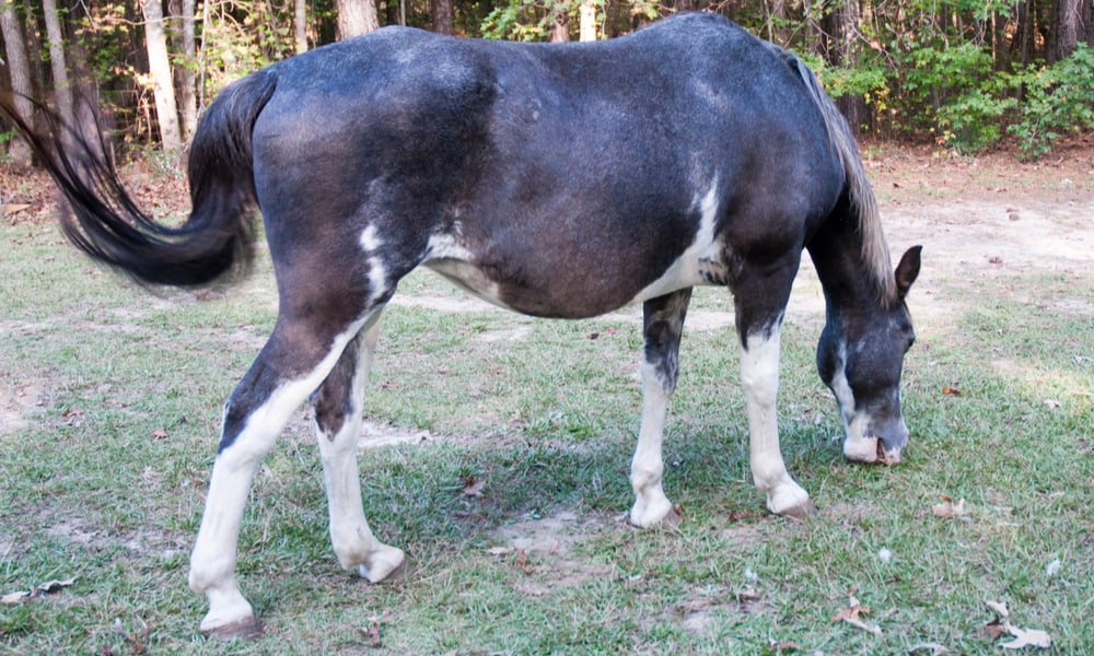 Tennessee Walking Horse