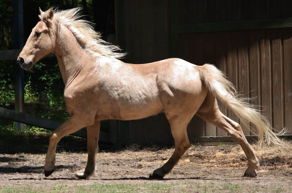 Tennessee Walking Horse