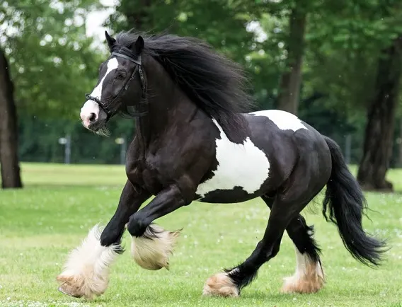 The Definition of Chestnuts on Horses