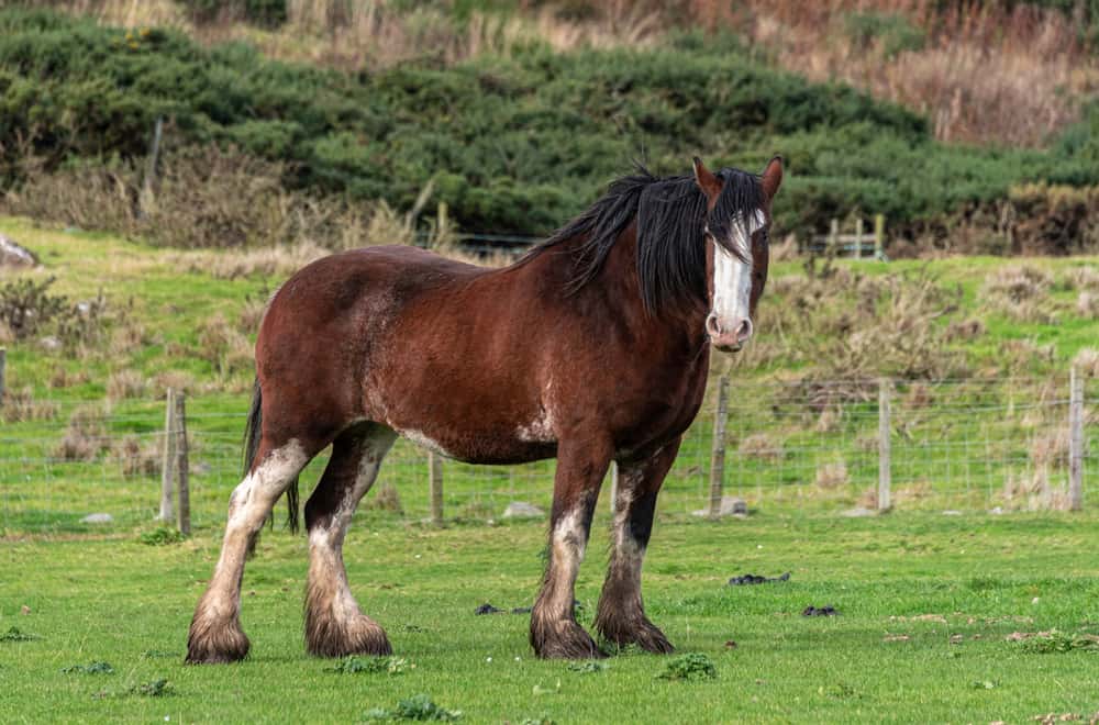 The Horse-stache