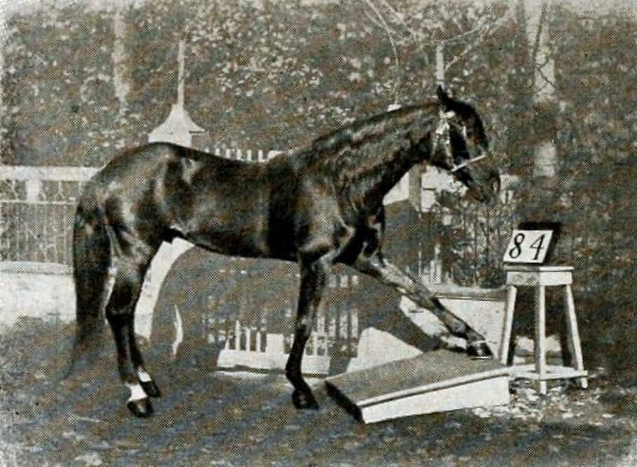 The Mathematical Wiz Smartest Horse in History
