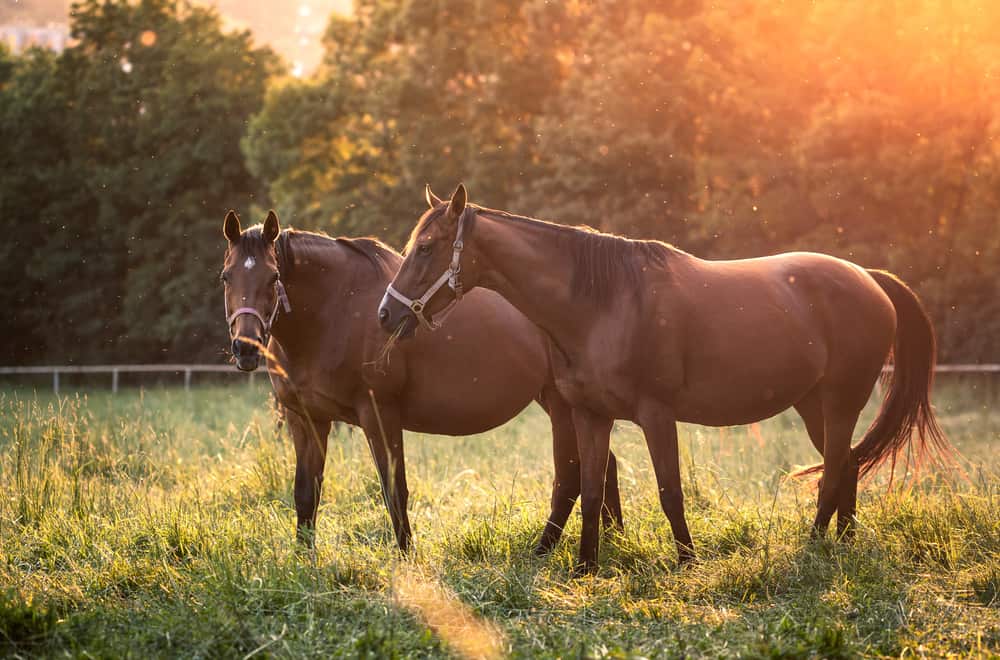 Thoroughbreds