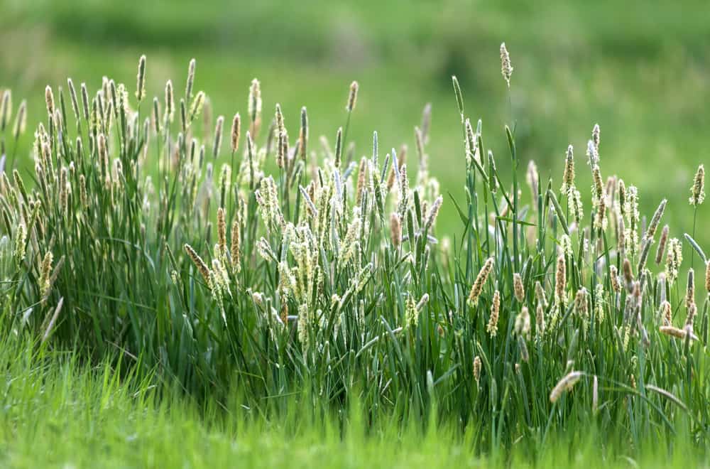 Timothy Grass