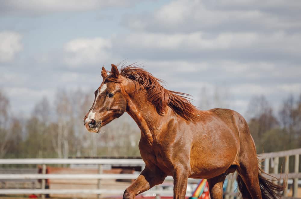 Trakehner