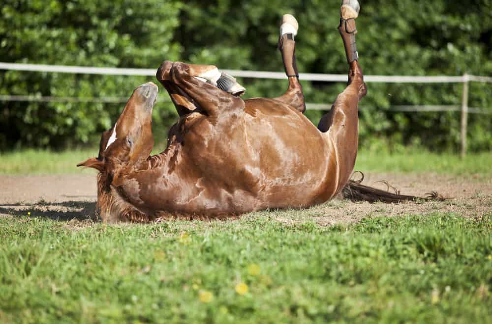 Treatment of Horse Founder