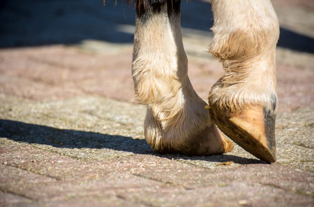 Types & Symptoms of Horse Founder