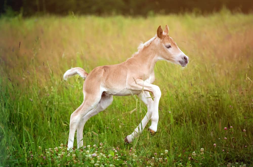 Walking Foals