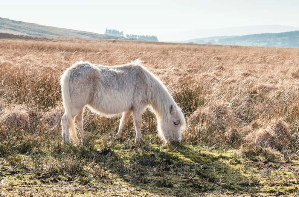 Welsh Mountain Pony
