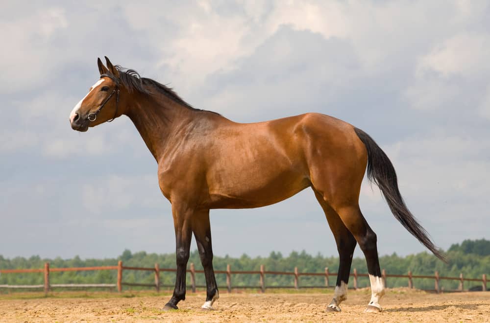 Westphalian
