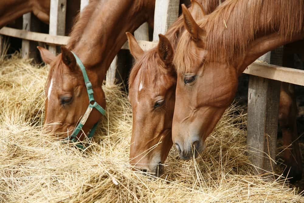 What Do Horses Normally Eat