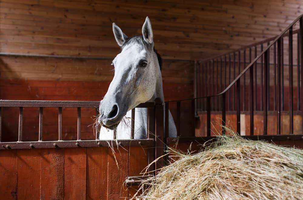 What Is Horse Boarding