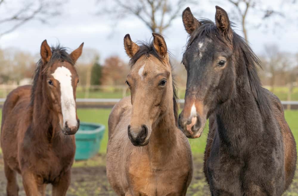 What does dreaming about a horse mean